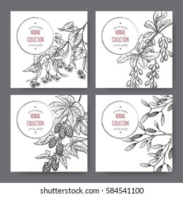 Set of four vector herbal labels with lime tree, barberry, mistletoe and hop hand drawn sketch. Placed on white background.