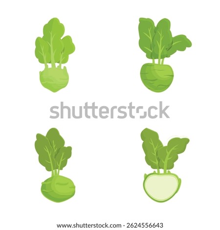 Set of four vector illustrations of whole and cut lettuce and kohlrabi on a white background