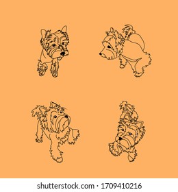 Set of four walking poses of the Yorkshire Terrier. Linear sketches of a small dog