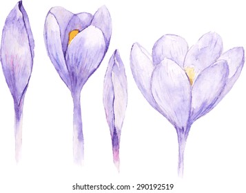 Set of four watercolor spring crocus flower .Vector floral illustration.