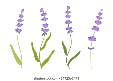Set of Fragrant blue lavender flowers. Botanical drawing of French field Lavandula. Blossomed lavender. Colored hand-drawn vector illustration isolated on white background