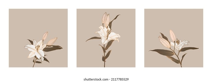 A set of frames of lily flowers linear drawings with bronze metallic outline colored in neutral brown, white, pink. Design for print, poster, cover, banner, fabric, invitation, postcard and packaging.