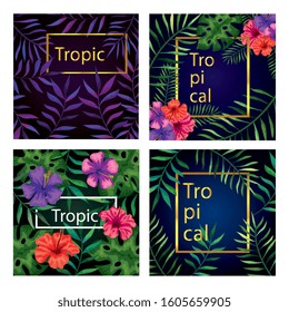 set of frames tropicals of flowers with branches and leafs vector illustration design