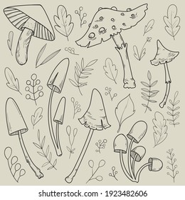 Set with free hand doodle sketch objects. Vintage looking illustration. Big forest collection. Edible and poisonous mushrooms. Leaves and berries