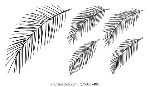 Set of freehand drawn elegant fluffy palm branches, black ink graphic sketch on white background