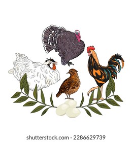 Set freehand illustration chicken, rooster, quail Isolated on a white background. Set of agricultural birds for printing on packaging, menus, restaurants, farms