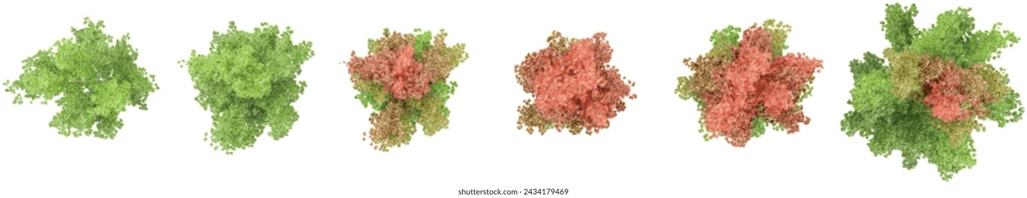 set of Freeman maple Americana flowers plants rendered from the top view, 3D illustration