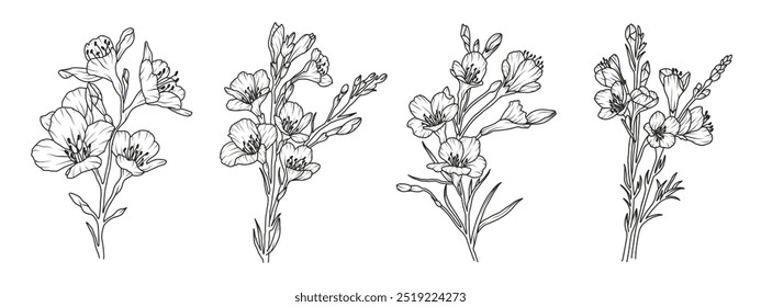 Set of freesia flower line art. Floral logo hand drawn sketch. Wild bouquet abstract elegant spring leaves. Black vintage botanical floral branch. Vector illustration in outline style