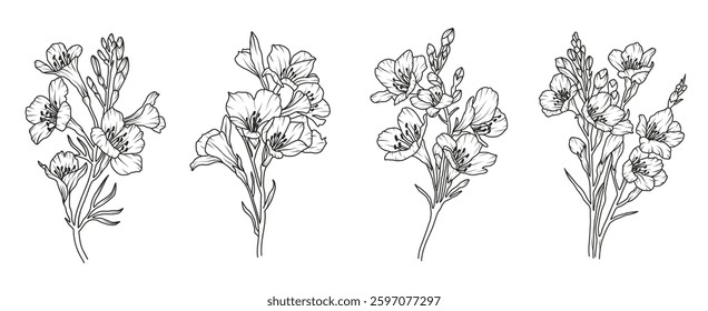 Set of freesia flower line art. Floral logo hand drawn sketch. Wild bouquet abstract elegant spring leaves. Black vintage botanical floral branch. Vector illustration in outline style