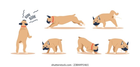 Set of French Bulldogs, Are Known For Their Affectionate And Playful Behavior. Friendly, Easygoing Companions