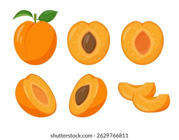 Set of fresh apricots fruits icons. Whole and half apricot and pieces. Organic fruits for juice, smoothie or vitamin healthy food. Vector icons illustration isolated on white background.