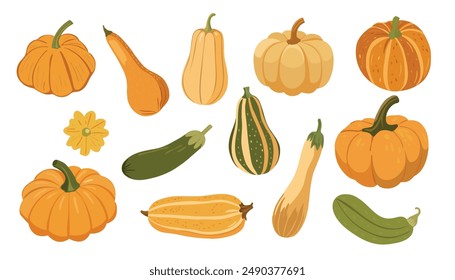 Set of fresh autumn vegetables. Orange pumpkin, gourd, green and yellow squashes, and zucchini. vector illustration