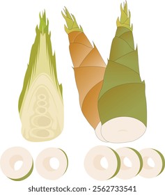 Set of fresh bamboo shoot on white background, whole, half and round bamboo shoots, peeled raw bamboo sprouts, asian cuisine ingredient vector illustration, eps 10.