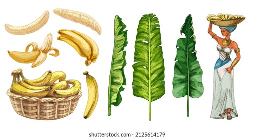 Set with fresh banana fruit, leaf and african woman carries a basket. Vintage vector hatching color hand drawn illustration isolated on white background