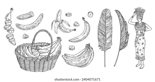 Set with fresh banana. Whole, half, pieces peeled and unpeeled fruits. African woman carries basket with branch fruits on her head. Vintage vector engraving black monochrome. Isolated on white