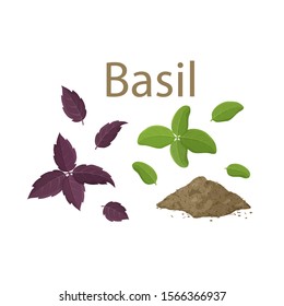 Set of fresh basil leaves and dried spice on white background. Cartoon hand drawn flat illustration for food, cooking. Isolated leaves of green and purple plant. Famous ingredient of Italian cuisine