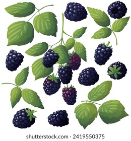 Set of fresh blackberries. Vector illustration of berries with leaves and isolated on white background. Blackberry on a twig