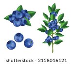 Set of fresh blue bilberry in cartoon style. Vector illustration of berries large and small sizes on the crowns with leaves and separately on white background.