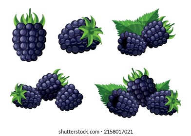 Set of fresh blue blackberry in cartoon style. Vector illustration of berries large and small sizes with leaves and separately on white background.