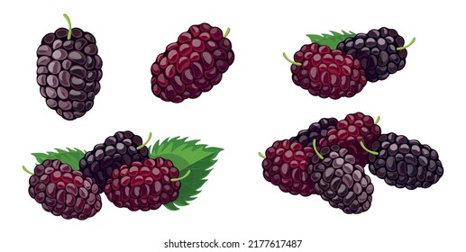 Conjunto de moras azules frescas al estilo de las caricaturas. Ilustración vectorial de bayas grandes y pequeñas con hojas y por separado sobre fondo blanco.