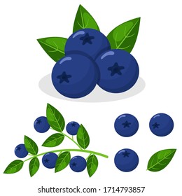 Set of fresh bright exotic blueberries isolated on white background. Summer fruits for healthy lifestyle. Organic fruit. Cartoon style. Vector illustration for any design.