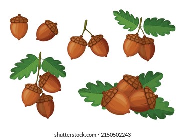 Set of fresh brown acorns in cartoon style. Vector illustration of nuts large and small sizes, on crowns with leaves on white background.