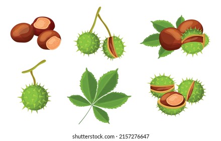 Set of fresh brown chestnuts in cartoon style. Vector illustration of nuts, large and small sizes, on crowns with leaves, in a spiny shell on white background.