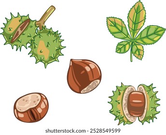 Set of fresh brown chestnuts in cartoon style. Vector illustration of nuts, large and small sizes, on crowns with leaves, in a spiny shell on white background.