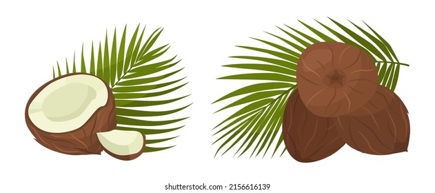 Set of fresh brown coconuts in cartoon style. Vector illustration of nuts large and small sizes, cut in half and with leaves at the back on white background.