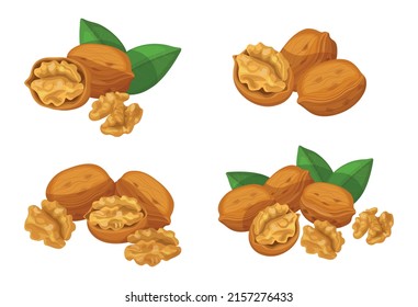 Set of fresh brown walnuts in cartoon style. Vector illustration of nuts, large and small sizes, on crowns with leaves, in shell on white background.