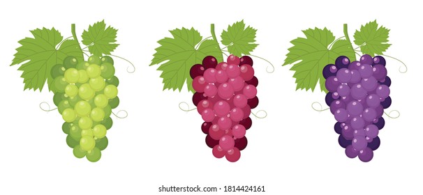 set of fresh bunch of grapes with various colors of red, green and purple, grapes isolated on white background. vector illustration design in flat style