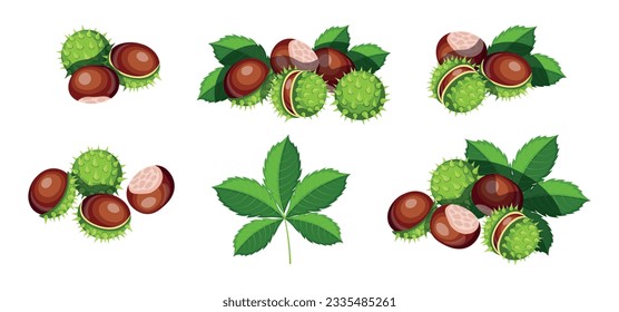 
Set of fresh chestnuts in cartoon style. Vector illustration of beautiful whole and peeled green thorny and brown chestnuts, leaves isolated on white background.