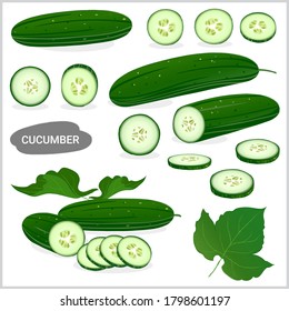 Set of fresh cucumber illustration in various style, vector format