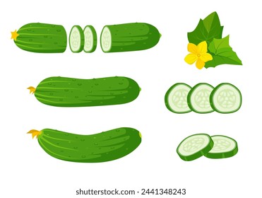 Set of fresh cucumbers, leaves with flower and slices. Whole cucumbers and chopped cucumber with slices. Organic vegetables vegetarian food. Vector illustration isolated on white background.