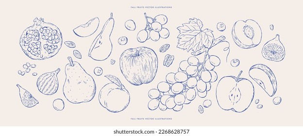 Conjunto de bocetos de frutos de otoño frescos.Ilustraciones vectoriales.Dibujos dibujados a mano.