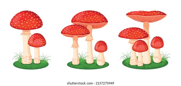 Set of fresh fly agaric in cartoon style. Vector illustration of large and small poisonous mushrooms growing in the grass on white background.