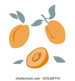 Set of fresh fruit orange apricot with green leaf, slice in hand drawing style isolated on white background. Vector flat illustration. Design for textiles, labels, posters, card