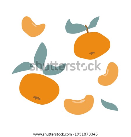 Set of fresh fruit orange mandarin, clementine, tangerine with green leaf in hand drawing style isolated on white background. Vector flat illustration. Design for textiles, labels, posters, card
