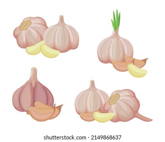 Set of fresh garlic in cartoon style. Vector illustration of vegetables large and small sizes, peeled and unpeeled, whole and cloves on white background.