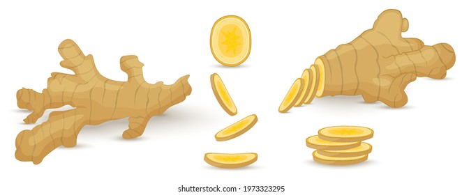 Set of fresh ginger root on white background. Vegan food vector icons in a trendy cartoon style. Healthy food concept for design.