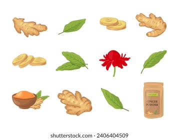 Set of fresh ginger root, sliced pieces, flower, green leaves,  powder in a pack and in a bowl. Vegan food vector icons in a trendy cartoon style. Healthy food concept for design. Herbal spice.