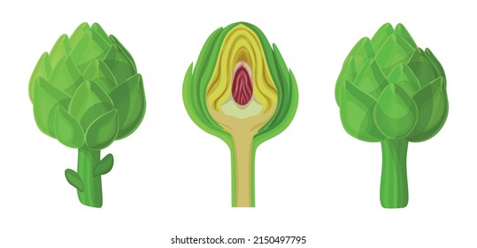 Set of fresh green artichokes in cartoon style. Vector illustration of vegetables large and small sizes, different shapes, cutaway on white background.