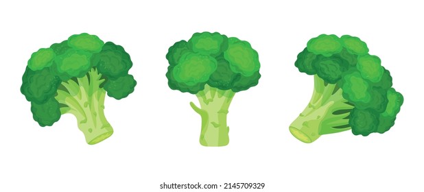 Set of fresh green broccoli in cartoon style. Vector illustration of vegetables large and small sizes on white background.