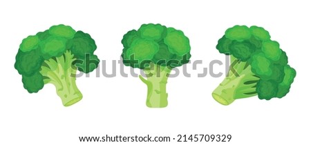 Set of fresh green broccoli in cartoon style. Vector illustration of vegetables large and small sizes on white background.