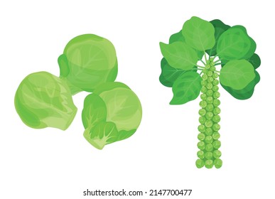 Set von frischen grünen Brussel-Sprossen im Cartoon-Stil. Vektorgrafik von Gemüse, groß und klein, hängt auf den Kronen auf weißem Hintergrund.