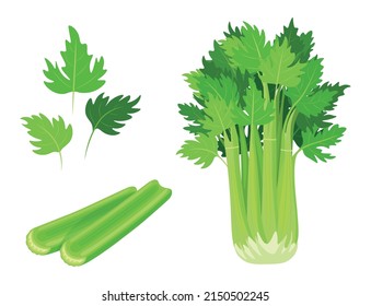 Set of fresh green celery in cartoon style. Vector illustration of vegetables cleansed and in the bunch, different shapes and with leaves on white background.