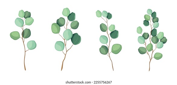 Set of fresh and green eucalyptus branches in flat style. Vector illustration of silver dollar eucalyptus branches with leaves of large and small sizes isolated on white background.