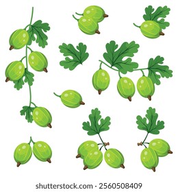 Set of fresh green gooseberries in cartoon, realistic style. Vector illustration of berries, large and small sizes, on crowns with leaves on white background. Composition with gooseberry on stem.