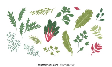 Set of fresh green herbs and spices. Raw organic seasonings and herbal plants. Leaf of dill, rosemary, basil, arugula, chard, lettuce and parsley. Flat vector illustration isolated on white background