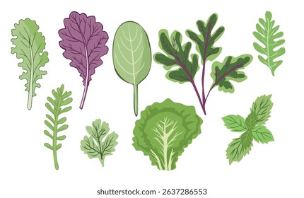 Set of fresh green herbs and spices raw organic plants. Leaf of  basil, arugula, shpinach, lettuce, parsley and mint. Flat vector illustration isolated on white background